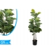 PIANTA FICUS 3 TRONCHI