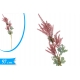 ASTILBE