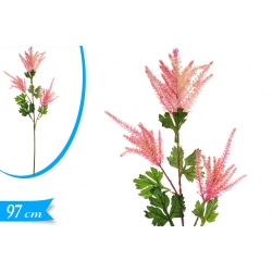 ASTILBE